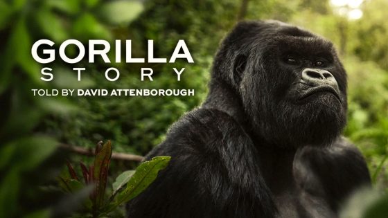فيلم A Gorilla Story: Told by David Attenborough 2026 مترجم